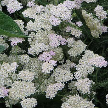 Yarrow (white) - 20 seeds
