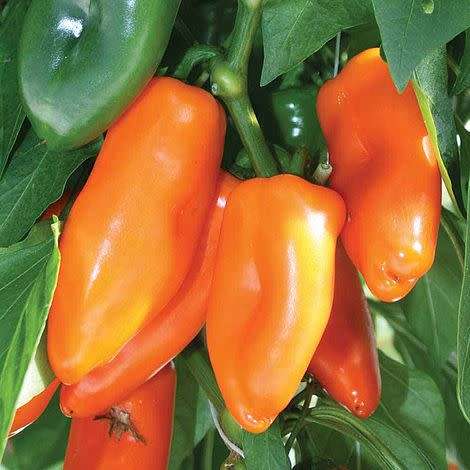 Pepper `sweet bite`  - 20 seeds