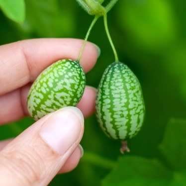 Cucamelon- 5 seeds