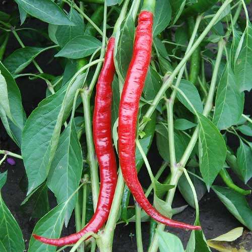 `Long red` cayenne chilli - 25 seeds