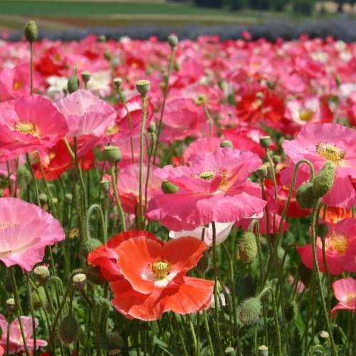 Shirley poppy (mixed) - 300 seeds