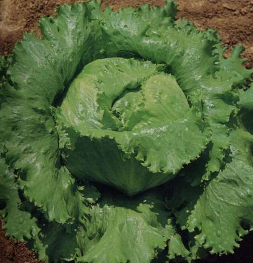 Lettuce `great lakes` - 500 seeds