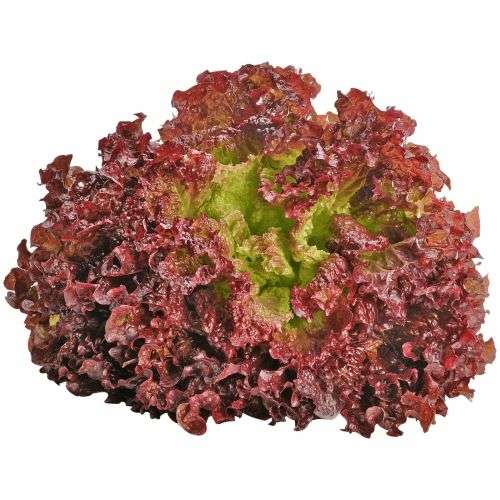 Lettuce `lolla rossa` - 500 seeds
