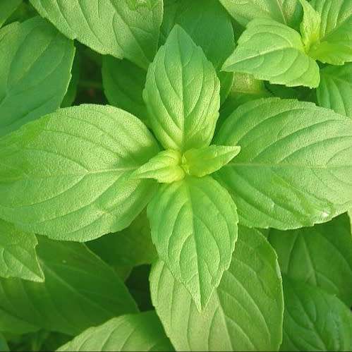 Lemon basil - 50 seeds