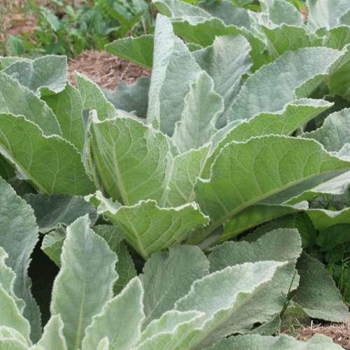 Mullein (Verbascum thapsus) herb- 50 seeds