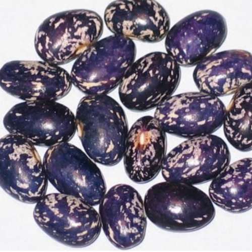 Bush bean `bird egg blue` - 5 seeds