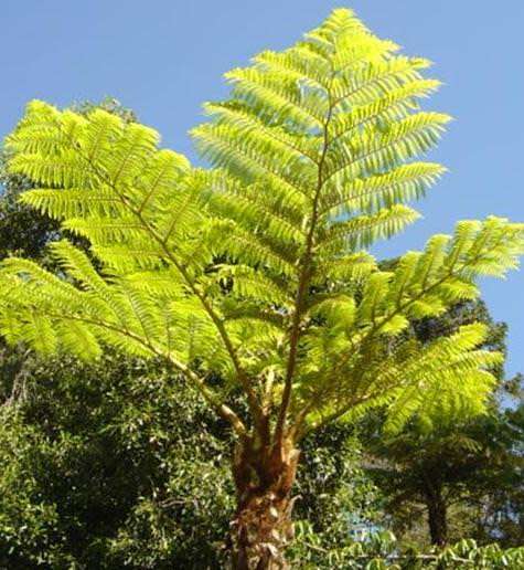 Norfolk tree fern (Cyathea brownii) - 1 000 spores