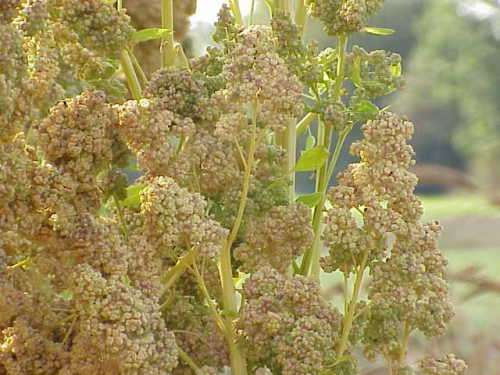 White quinoa - 500 seeds