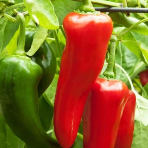 Marconi sweet pepper- 25 seeds