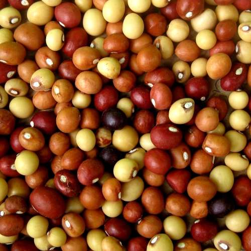 Bambara ground nut  (Vigna subterranea)- 25 seeds