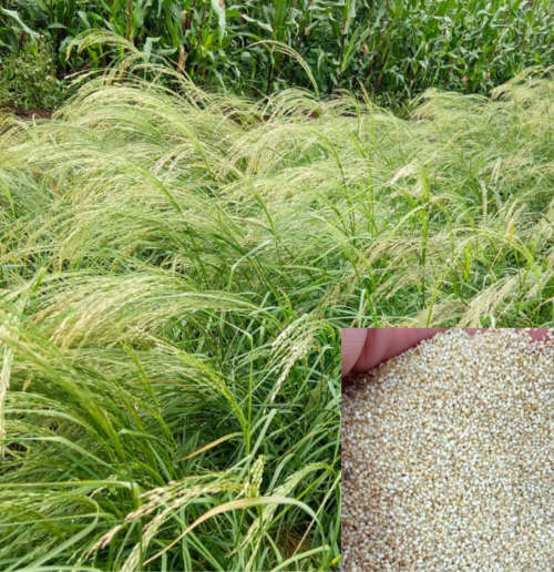 White teff - 500 seeds