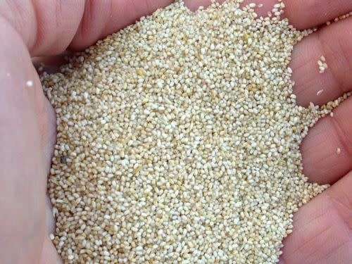 White teff - 500 seeds