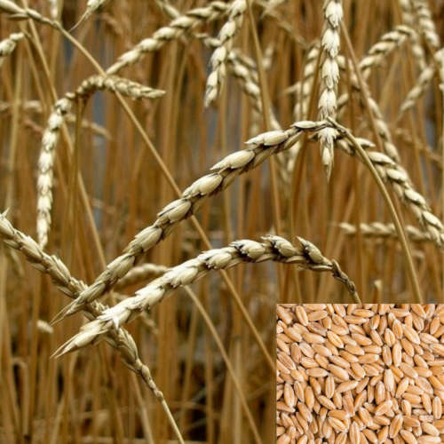 Spelt/Dinkel wheat (Triticum spelta) - 100 seeds