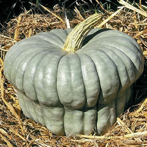 Pumpkin `queensland blue` - 10 seeds
