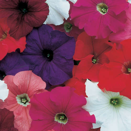 Petunia grandiflora (mixed colors) - 200 seeds