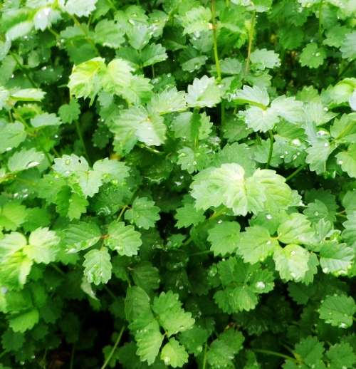 Salad burnet - 25 seeds
