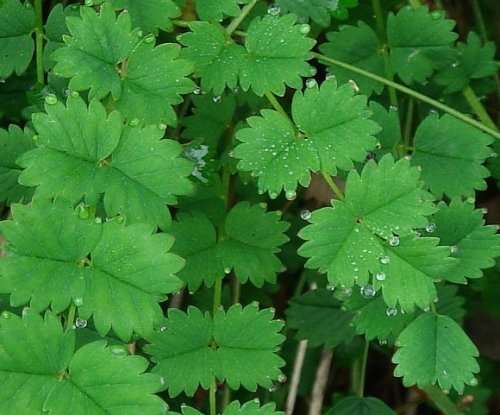 Salad burnet - 25 seeds
