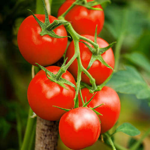 Tomato `moneymaker` - 25 seeds