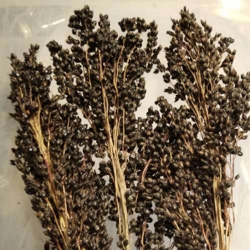 Amber sorghum - 25 seeds