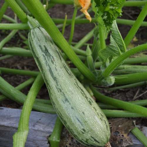 Zucchini `caserta` - 5 seeds