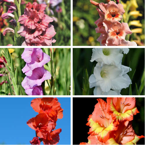 Mixed color gladiolus - 2 bulbs (see description)