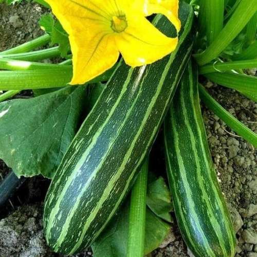 Zucchini `italian striped` - 5 seeds