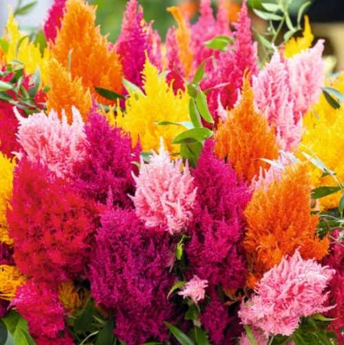 Celosia `pampas plume` - 50 seeds