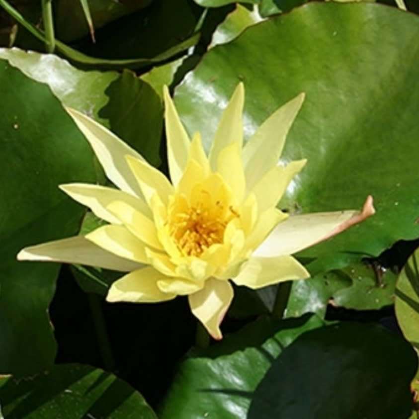 Yellow waterlily (live plant, bare root) - See description