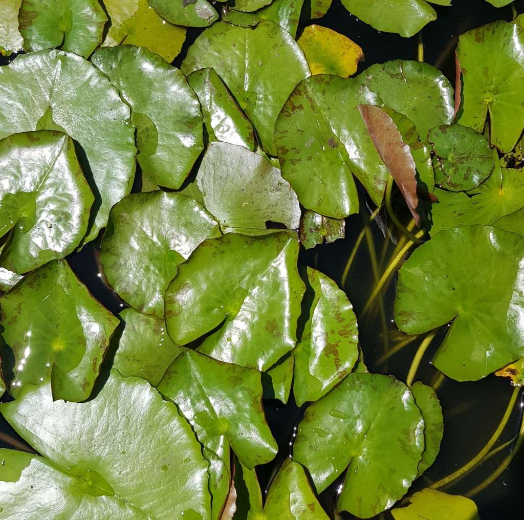 Yellow waterlily (live plant, bare root) - See description