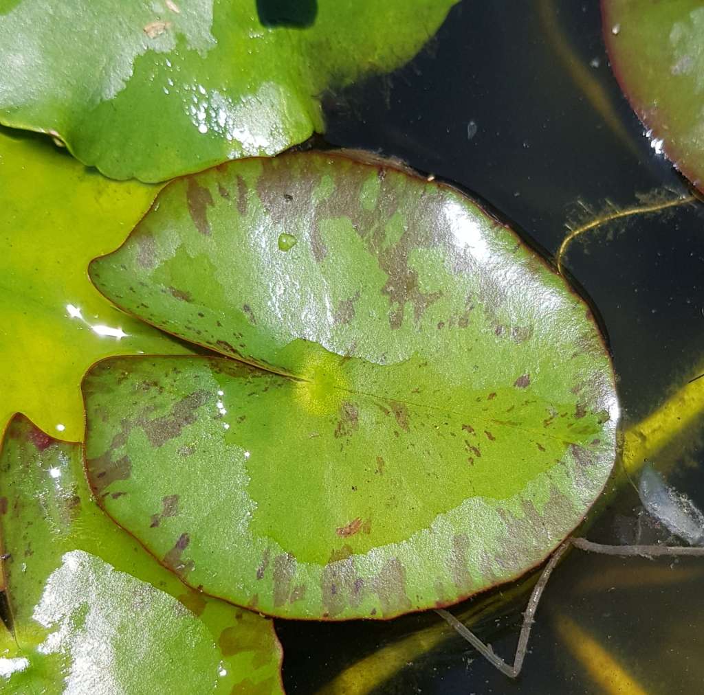 Yellow waterlily (live plant, bare root) - See description