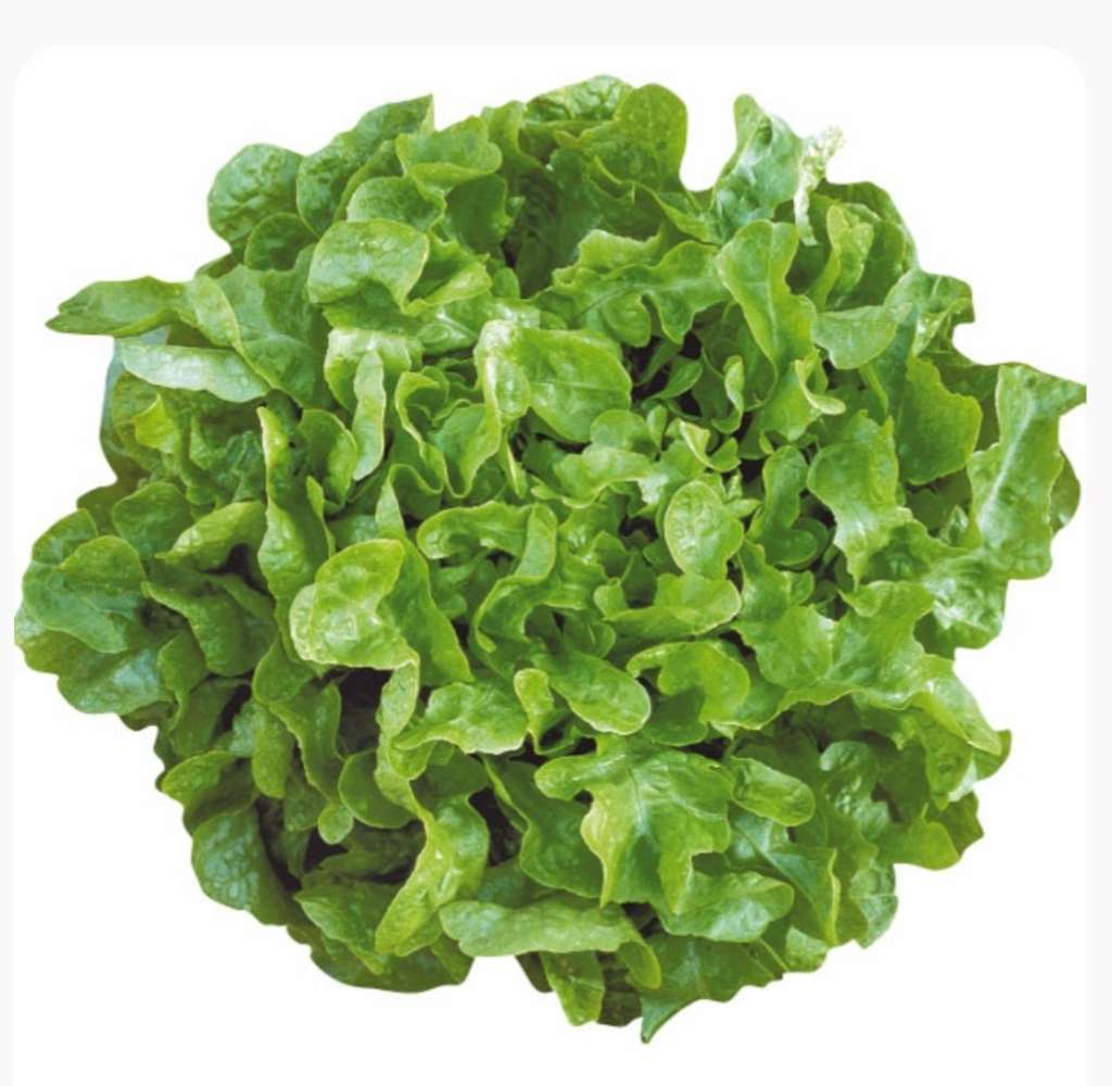 Green oakleaf lettuce - 150 seeds