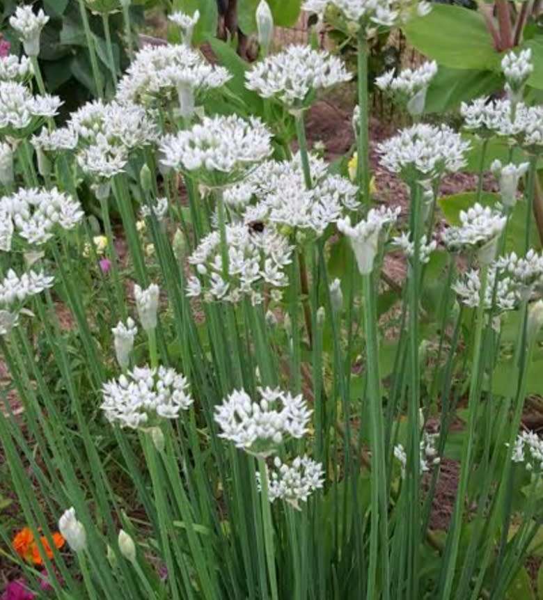 Garlic chives - 50 seeds
