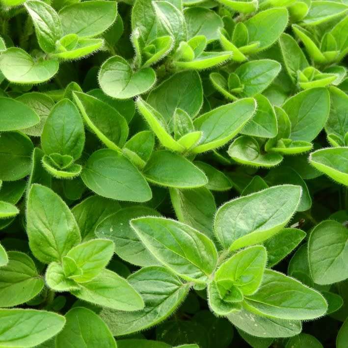 Marjoram - 500 seeds