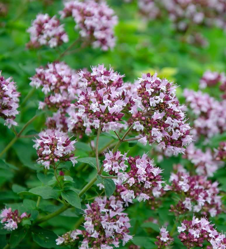 Marjoram - 500 seeds