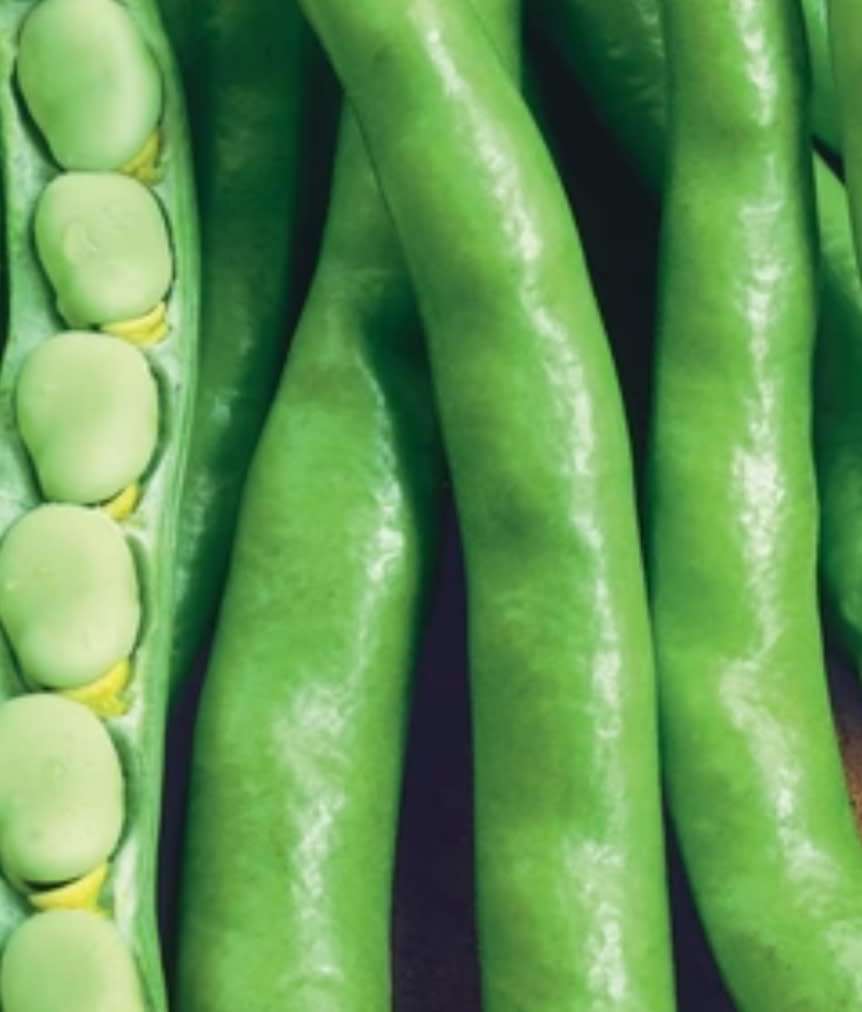Broad bean `aquadulce` - 10 seeds