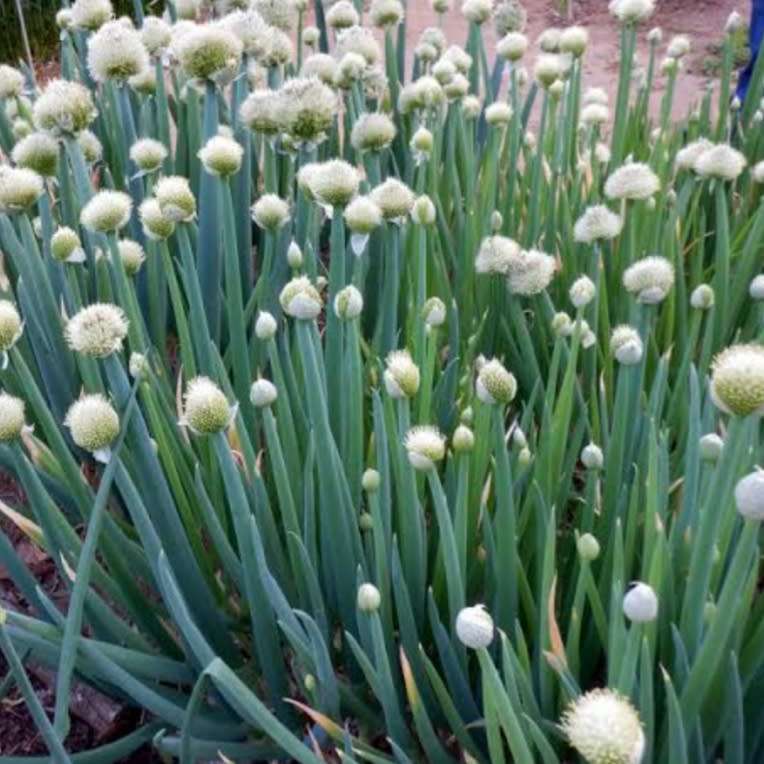 Welsh onion (Allium fistulosum) - 200 seeds