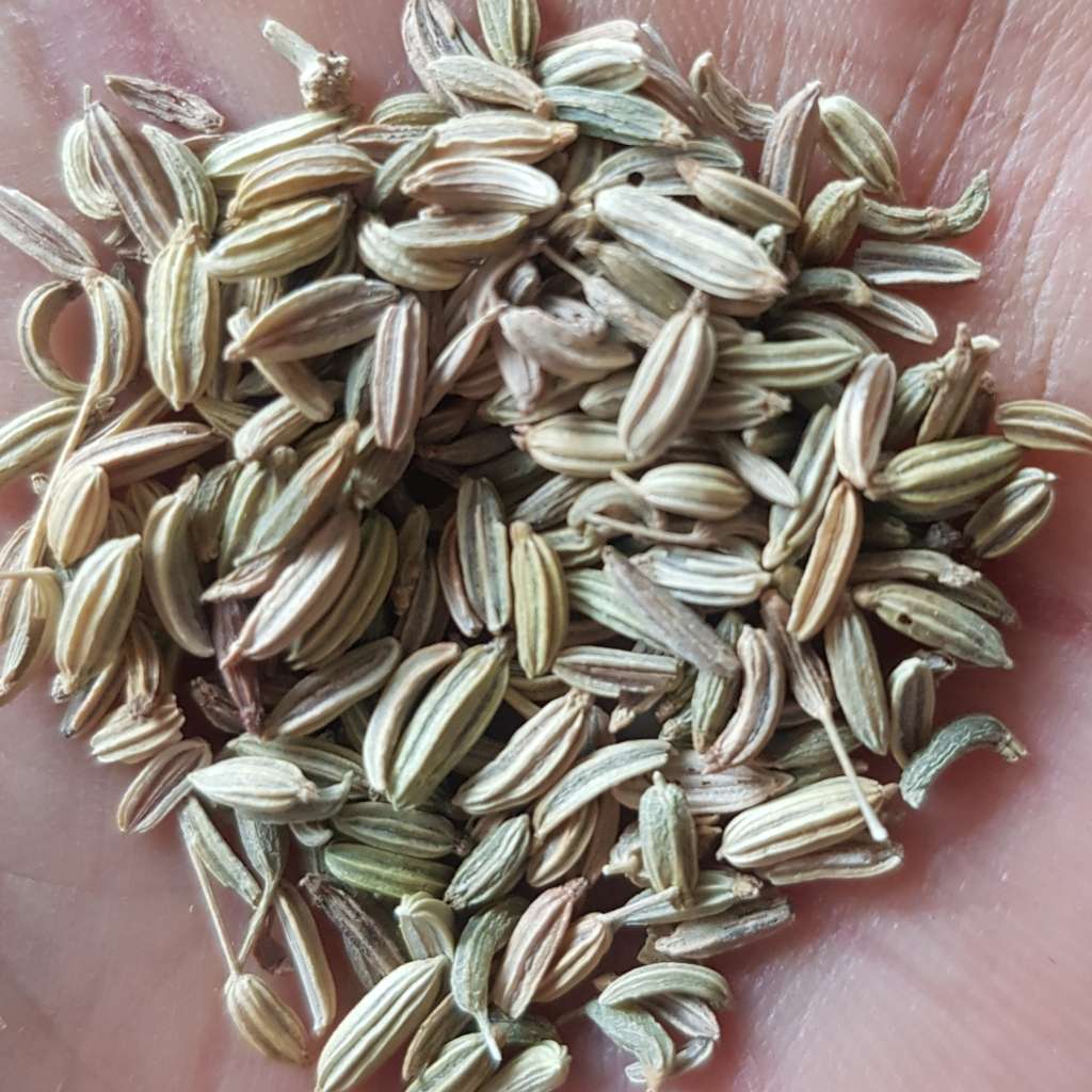 Green fennel - 50 seeds