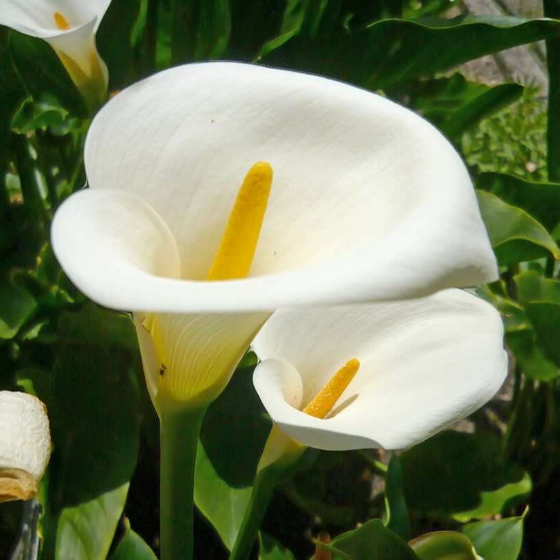 White arum lily  (Zantedeschia aethiopica) - 15 seeds