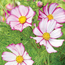 Cosmos `picotee` - 25 seeds