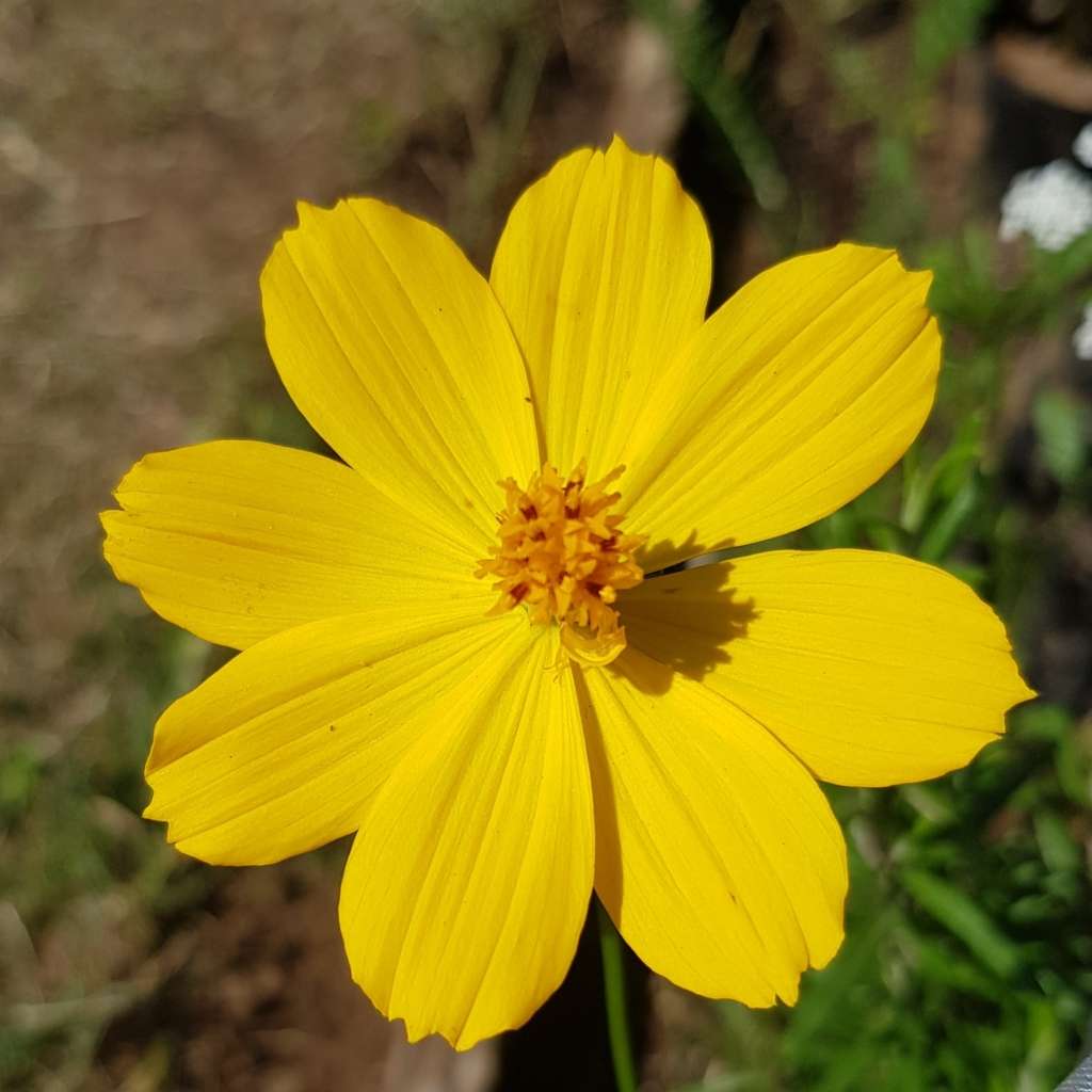 Cosmos sulphureus yellow - 10 seeds