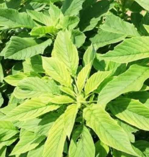 African spinach (Green amaranth) - 300 seeds