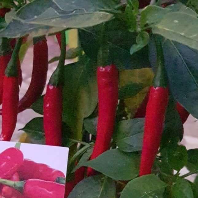 Chilli *ultrahot* 'thai dragon' - 20 seeds