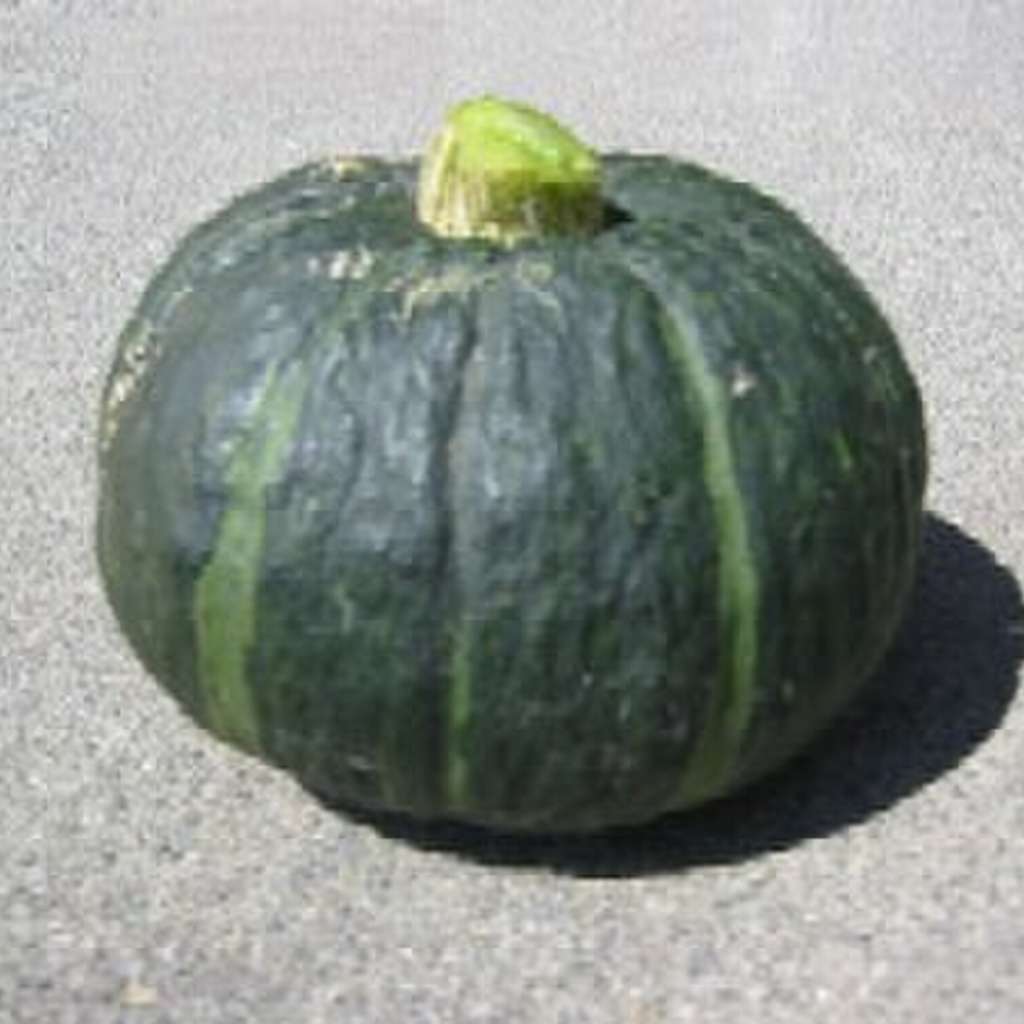 Kabocha squash (Japanese pumpkin)  - 10 seeds