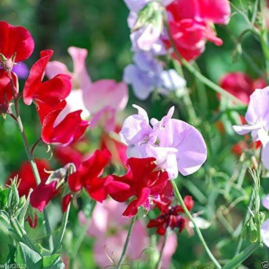 Sweetpea 'bijou' - 15 seeds