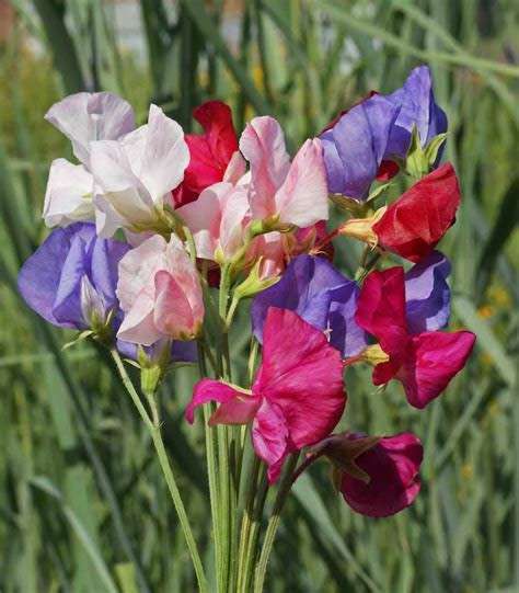 Sweetpea 'mammoth mix' - 15 seeds