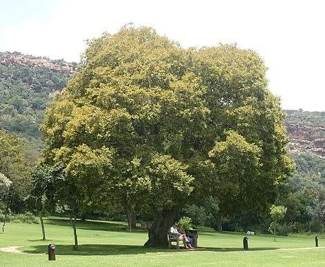 White stinkwood (Indigenous tree) - 20 seeds