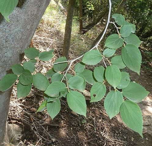 White stinkwood (Indigenous tree) - 20 seeds