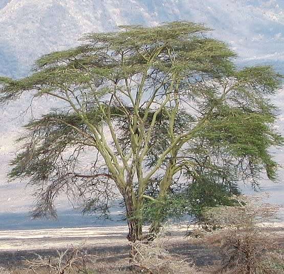 Fever tree (Acacia xanthophloea) - 15 seeds