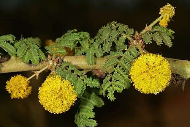 Fever tree (Acacia xanthophloea) - 15 seeds