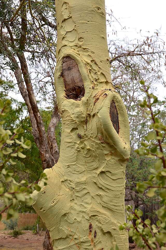 Fever tree (Acacia xanthophloea) - 15 seeds